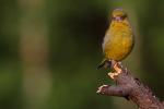 Dzwoniec - Carduelis chloris - Fotografia nr 20080709_3473