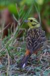 Trznadel - Emberiza citrinella - 금빛머리멧새 - Fotografia nr 20080709_3481