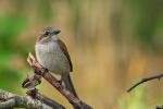 Dzierzba gąsiorek - Lanius collurio - 붉은등때까치 - Fotografia nr 20080710_3377