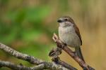 Dzierzba gąsiorek - Lanius collurio - 붉은등때까치 - Fotografia nr 20080710_3386