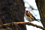Szczygieł - Carduelis carduelis - Fotografia nr 20080710_3494