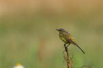 Pliszka żółta - Motacilla flava -  긴발톱할미새 - Fotografia nr 20080712_3602