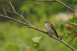 Muchołówka szara - Muscicapa striata - Fotografia nr 20080713_3772