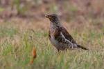Kwiczoł - Turdus pilaris - 회색머리지빠귀 - Fotografia nr 20080715_3972