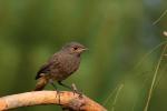 Kopciuszek - Phoenicurus ochruros - 검은머리딱새 - Fotografia nr 20080718_4061