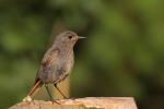 Kopciuszek - Phoenicurus ochruros - 검은머리딱새 - Fotografia nr 20080718_4067