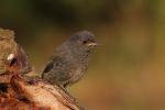 Kopciuszek - Phoenicurus ochruros - 검은머리딱새 - Fotografia nr 20080718_4175