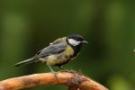 Sikora bogatka - Parus major - 박새 - Fotografia nr 20080720_4503