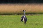 Żuraw - Grus grus - 검은목두루미 - Fotografia nr 20080720_4533