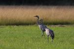Żuraw - Grus grus - 검은목두루미 - Fotografia nr 20080720_4535