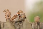 Wróbel zwyczajny - Passer domesticus - 집참새 - Fotografia nr 20080722_4659