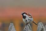 Wróbel zwyczajny - Passer domesticus - 집참새 - Fotografia nr 20080722_4675