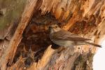 Muchołówka szara - Muscicapa striata - Fotografia nr 20080723_4836