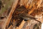 Muchołówka szara - Muscicapa striata - Fotografia nr 20080723_4837