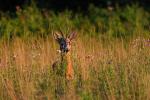 Sarna - Capreolus capreolus - 노루 - Fotografia nr 20080731_5305