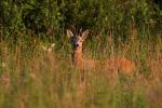 Sarna - Capreolus capreolus - 노루 - Fotografia nr 20080731_5310