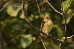 Łozówka - Acrocephalus palustris - Fotografia nr 20080802_5545