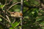 Kapturka - Sylvia atricapilla - Fotografia nr 20080803_5671