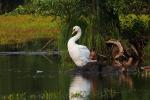 Łabędź niemy - Cygnus olor - 혹고니 - Fotografia nr 20080815_6464