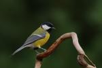 Sikora bogatka - Parus major - 박새 - Fotografia nr 20080823_7234