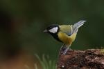 Sikora bogatka - Parus major - 박새 - Fotografia nr 20080823_7313