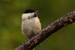 Sikora czarnogłówka - Poecile montanus - Fotografia nr 20080826_7478