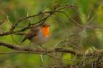 Rudzik - Erithacus rubecula - 꼬까울새 - Fotografia nr 20080826_7481