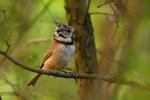 Sikora czubatka - Lophophanes cristatus - Fotografia nr 20080827_7522