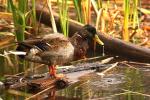 Krzyżówka - Anas platyrhynchos - 청둥오리 - Fotografia nr 20080927_9622