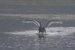 Łabędź niemy - Cygnus olor - 혹고니 - Fotografia nr 20080927_9676