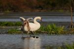 Łabędź niemy - Cygnus olor - 혹고니 - Fotografia nr 20081011_0513