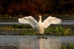 Łabędź niemy - Cygnus olor - 혹고니 - Fotografia nr 20081011_0515