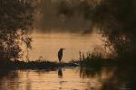 Czapla siwa - Ardea cinerea - 왜가리 - Fotografia nr 20081012_0707