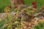 Dzwoniec - Carduelis chloris - Fotografia nr 20081019_0931
