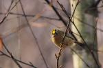 Mysikrólik zwyczajny - Regulus regulus - 상모솔새 - Fotografia nr 20081026_1064