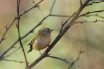 Mysikrólik zwyczajny - Regulus regulus - 상모솔새 - Fotografia nr 20081026_1087