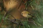 Mysikrólik zwyczajny - Regulus regulus - 상모솔새 - Fotografia nr 20081030_1293
