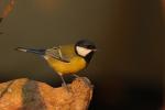 Sikora bogatka - Parus major - 박새 - Fotografia nr 20081111_1810