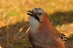 Sójka - Garrulus glandarius - 어치 - Fotografia nr 20081111_2095