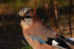 Sójka - Garrulus glandarius - 어치 - Fotografia nr 20081111_2250