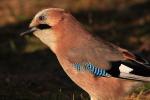 Sójka - Garrulus glandarius - 어치 - Fotografia nr 20081111_2252