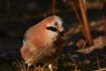 Sójka - Garrulus glandarius - 어치 - Fotografia nr 20081111_2369