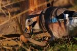 Sójka - Garrulus glandarius - 어치 - Fotografia nr 20081111_2381