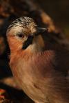 Sójka - Garrulus glandarius - 어치 - Fotografia nr 20081111_2411