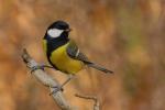 Sikora bogatka - Parus major - 박새 - Fotografia nr 20081116_2910