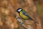 Sikora bogatka - Parus major - 박새 - Fotografia nr 20081116_2917