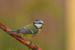 Sikora modra - Cyanistes caeruleus - Fotografia nr 20081116_2946
