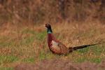Bażant - Phasianus colchicus - 꿩 - Fotografia nr 20081116_3014