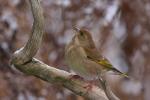 Dzwoniec - Carduelis chloris - Fotografia nr 20081122_3085
