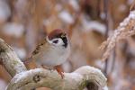 Wróbel mazurek - Passer montanus - 참새 - Fotografia nr 20081122_3166